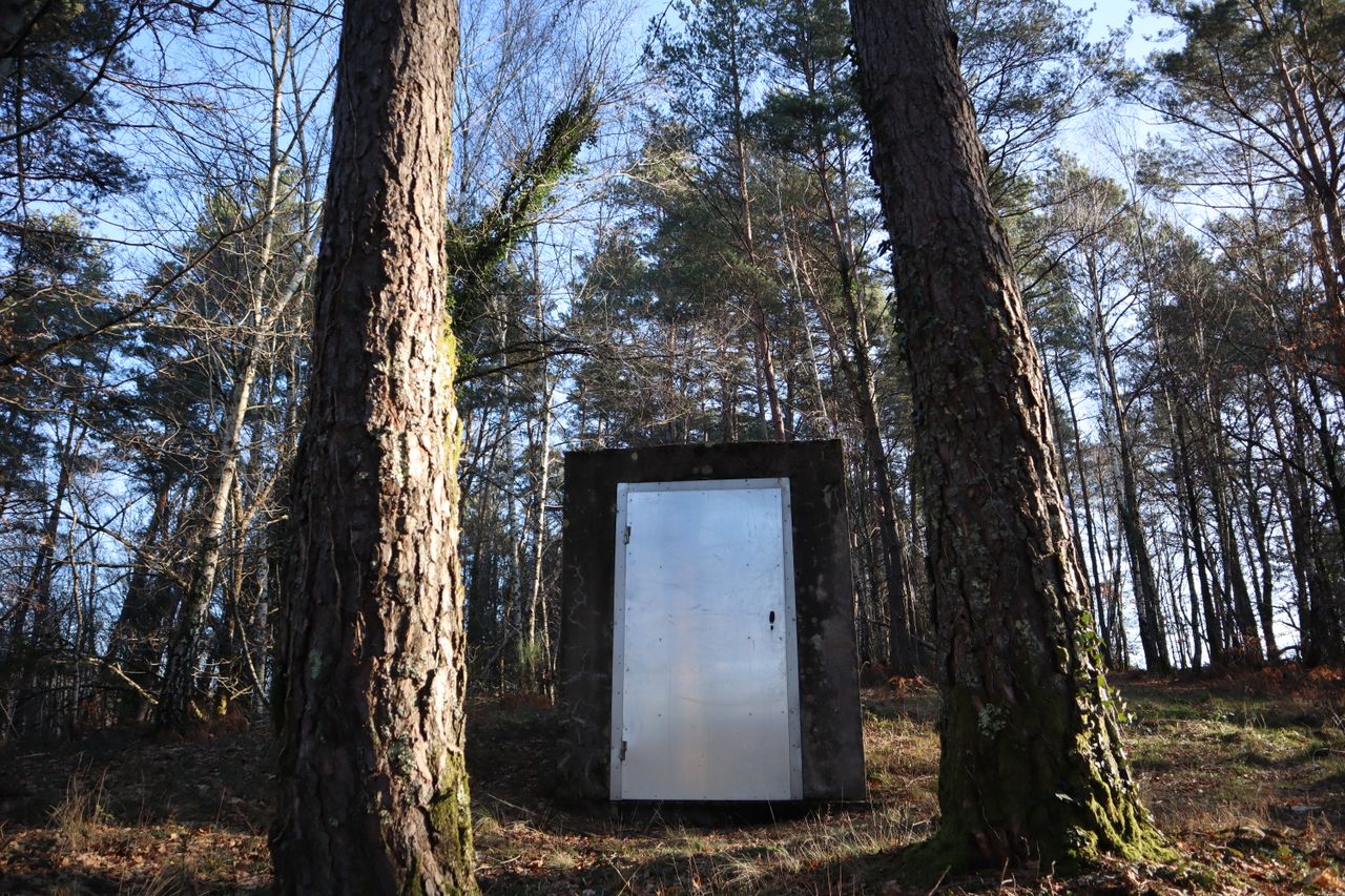 A solitary metal door stands among tall pine trees in a serene forest scene.